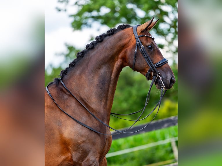 KWPN Ruin 8 Jaar 170 cm Donkerbruin in Rhenen