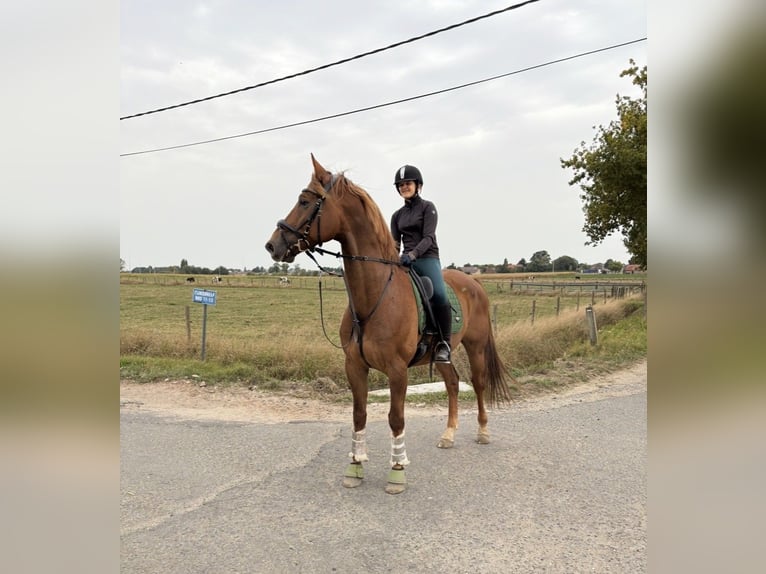 KWPN Ruin 8 Jaar 170 cm Vos in Kaulille
