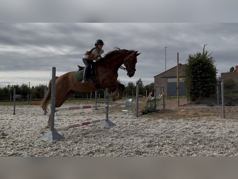 KWPN Ruin 8 Jaar 170 cm Vos in Kaulille