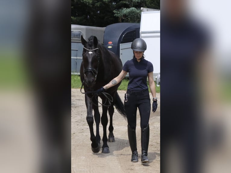 KWPN Ruin 8 Jaar 170 cm Zwart in Erftstadt