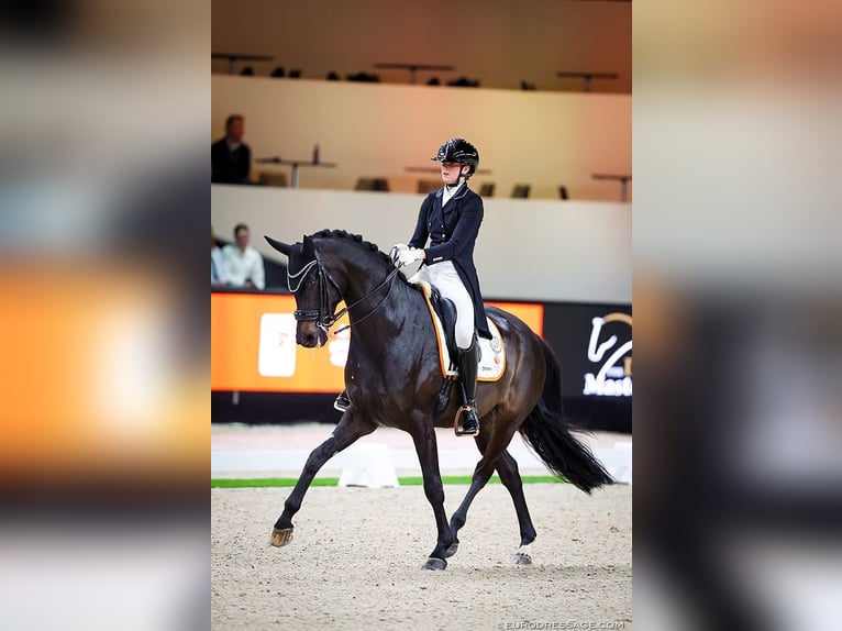 KWPN Ruin 8 Jaar 171 cm Donkerbruin in Genemuiden