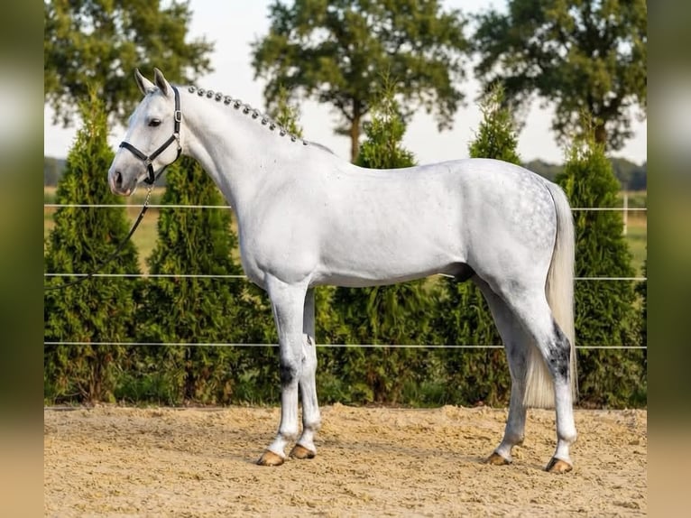 KWPN Ruin 8 Jaar 171 cm Schimmel in Kosice