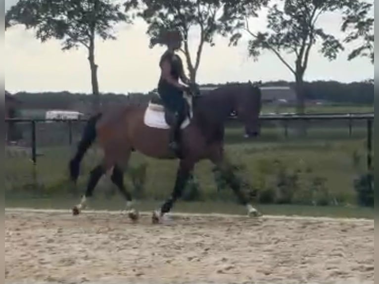 KWPN Ruin 8 Jaar 172 cm Bruin in Neerkant
