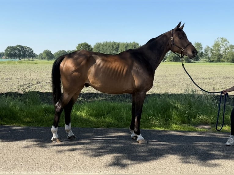 KWPN Ruin 8 Jaar 172 cm Bruin in Neerkant