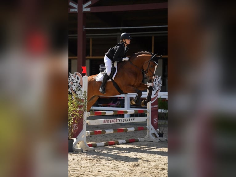 KWPN Ruin 8 Jaar 172 cm Bruin in Ettenheim
