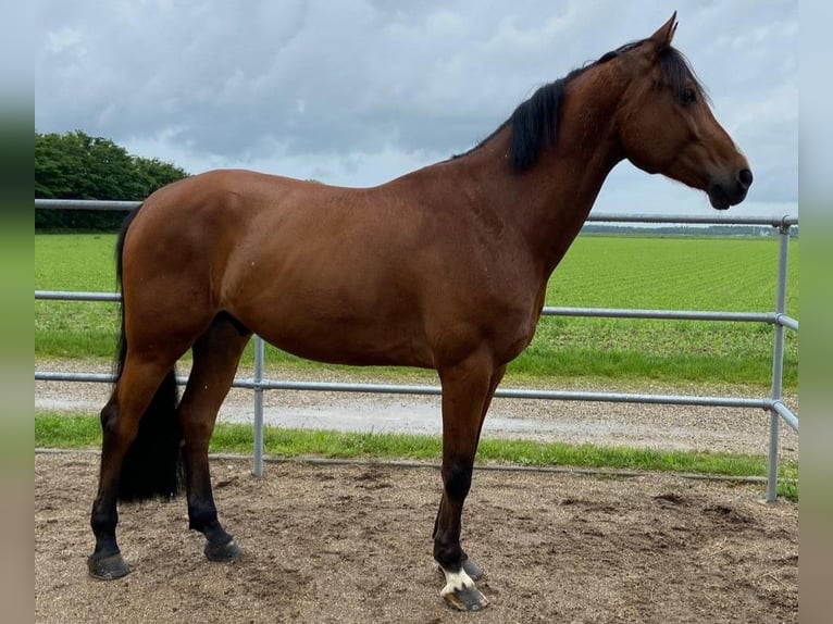 KWPN Ruin 8 Jaar 172 cm Bruin in Ettenheim