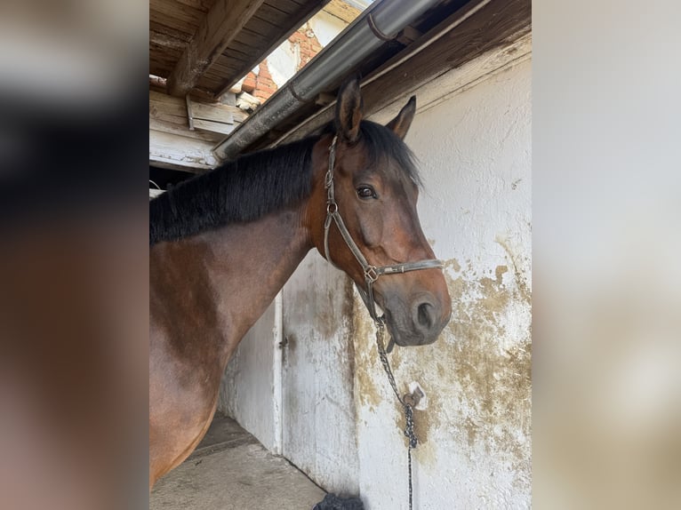 KWPN Ruin 8 Jaar 172 cm Bruin in Weinitzen
