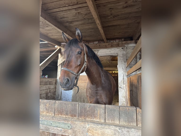 KWPN Ruin 8 Jaar 172 cm Bruin in Weinitzen