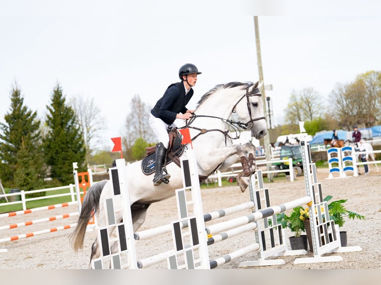 KWPN Ruin 8 Jaar 172 cm Schimmel in Tallinn