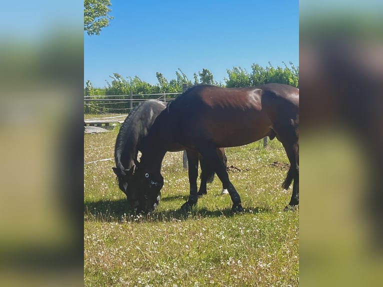 KWPN Ruin 8 Jaar 173 cm Donkerbruin in Hetzmannsdorf