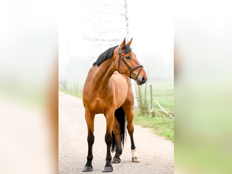 KWPN Ruin 8 Jaar 173 cm Zwartbruin in Uzeste