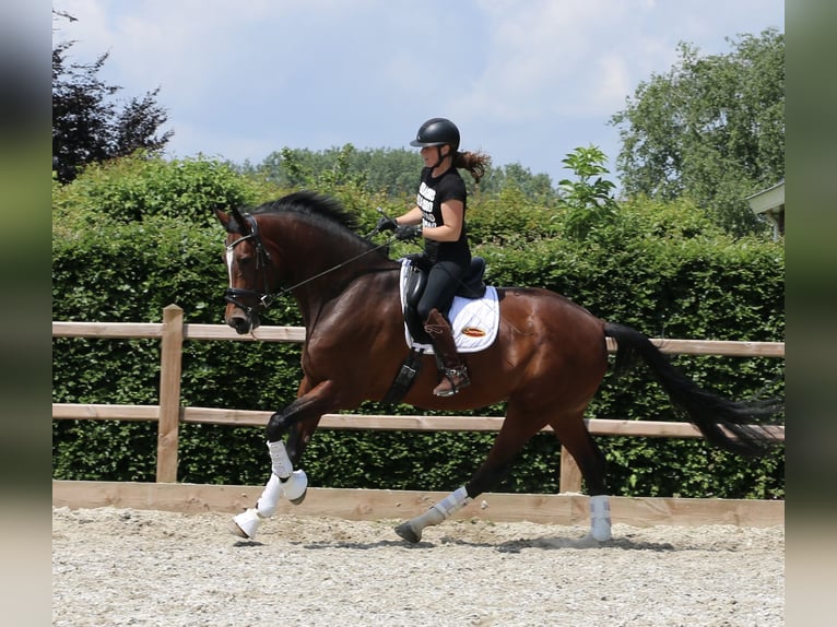 KWPN Ruin 8 Jaar 175 cm Donkerbruin in Dreumel