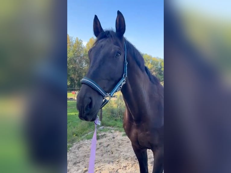 KWPN Ruin 8 Jaar 176 cm Bruin in Salzbergen