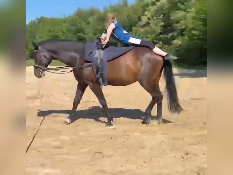 KWPN Ruin 8 Jaar 176 cm Bruin in Salzbergen