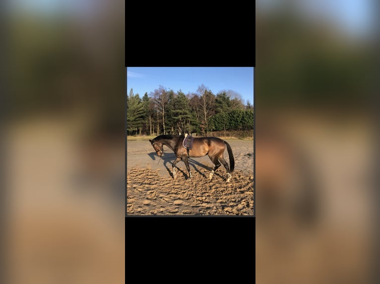 KWPN Ruin 8 Jaar 178 cm Bruin in ReuselReusel