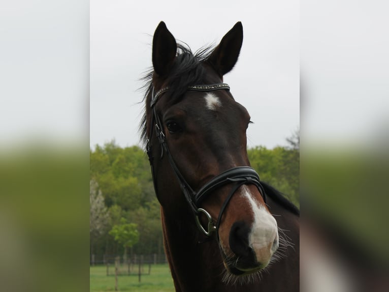 KWPN Ruin 8 Jaar 178 cm Donkerbruin in Burgh-Haamstede