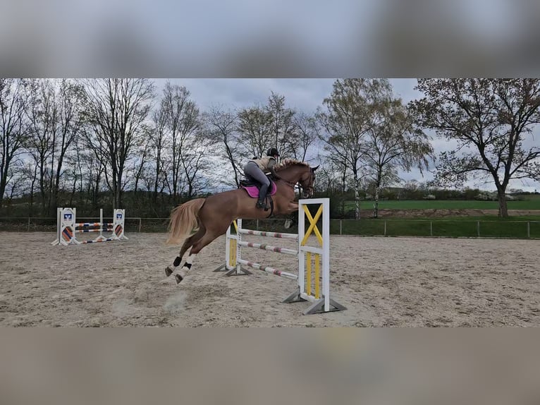 KWPN Ruin 8 Jaar 178 cm Vos in Mayen