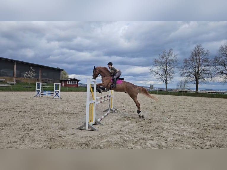 KWPN Ruin 8 Jaar 178 cm Vos in Mayen