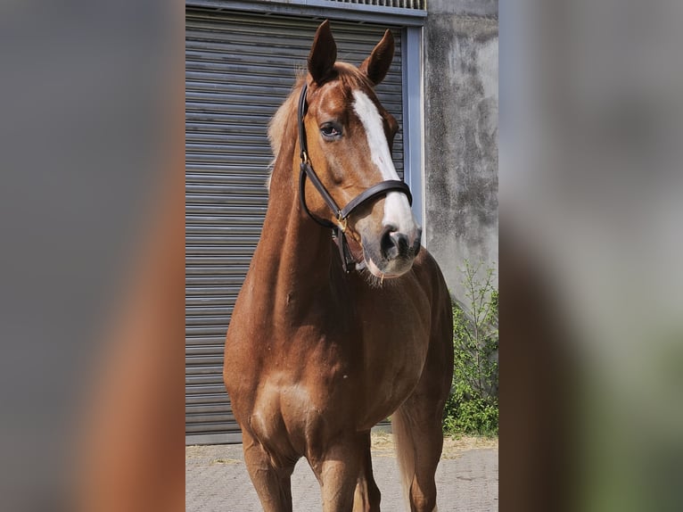 KWPN Ruin 8 Jaar 178 cm Vos in Mayen