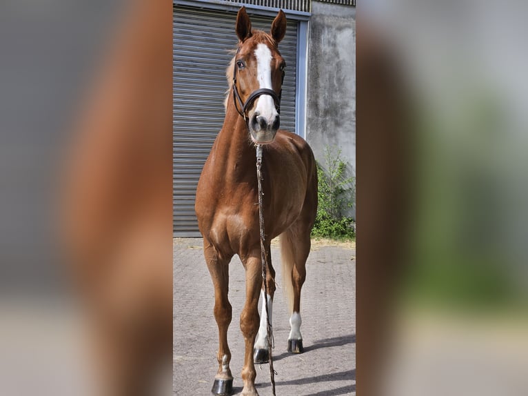 KWPN Ruin 8 Jaar 178 cm Vos in Mayen