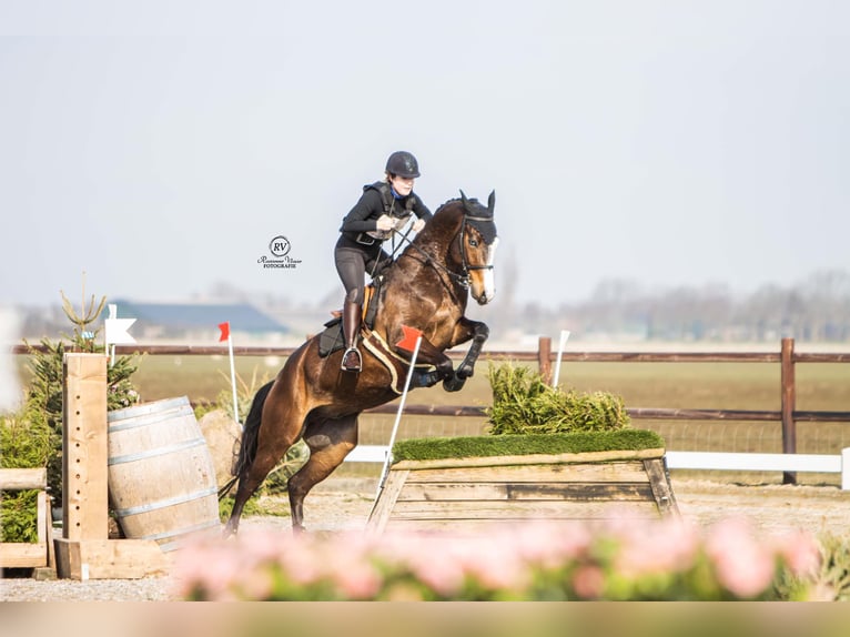 KWPN Ruin 8 Jaar 183 cm Donkerbruin in Warder