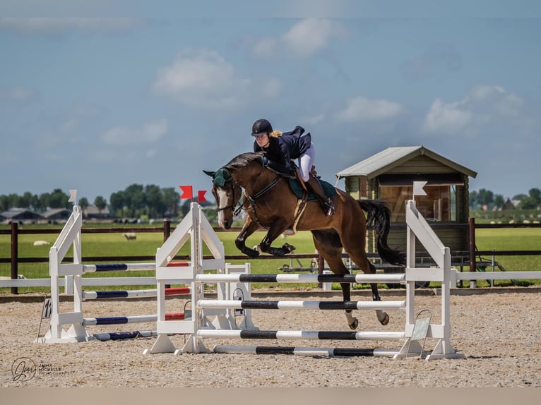 KWPN Ruin 8 Jaar 183 cm Donkerbruin in Warder