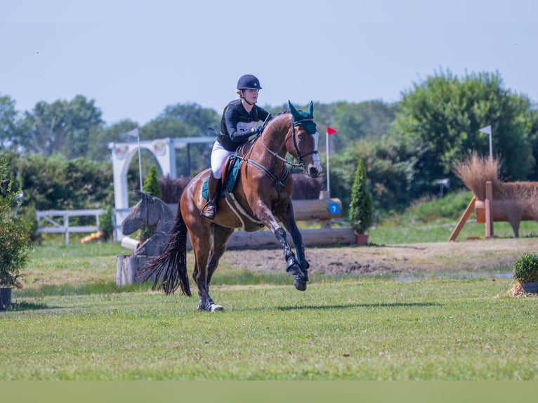 KWPN Ruin 8 Jaar 183 cm Donkerbruin in Warder