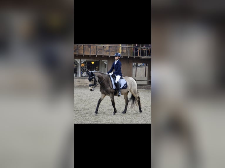 KWPN Ruin 9 Jaar 146 cm Buckskin in Pelt
