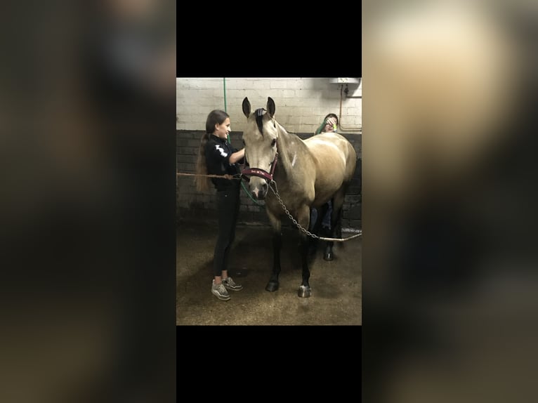 KWPN Ruin 9 Jaar 146 cm Buckskin in PeltOverpelt