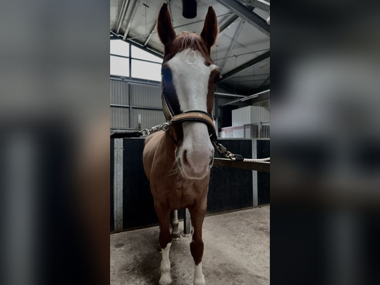 KWPN Mix Ruin 9 Jaar 160 cm Vos in Hillegom