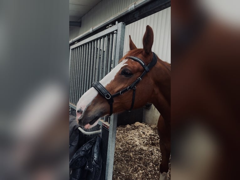 KWPN Mix Ruin 9 Jaar 160 cm Vos in Hillegom