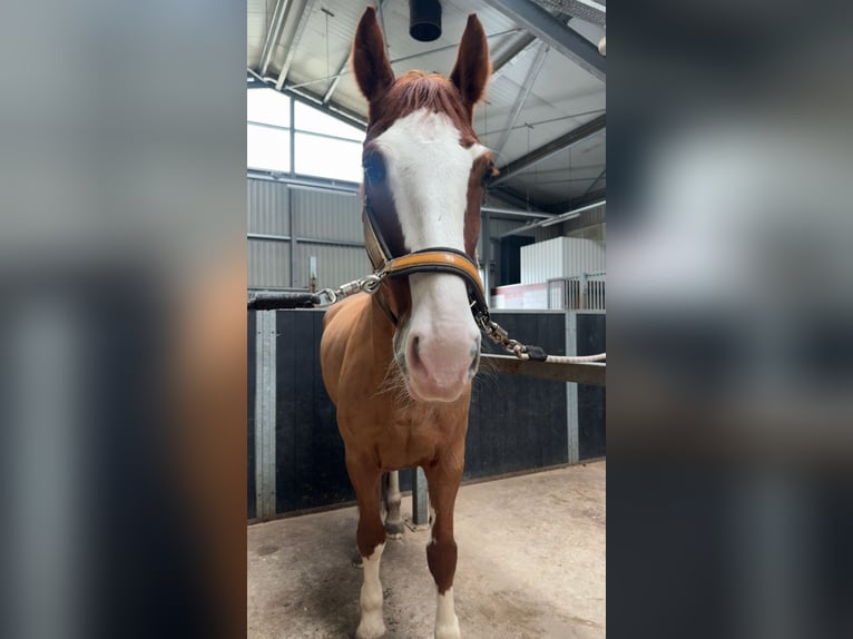 KWPN Mix Ruin 9 Jaar 160 cm Vos in Hillegom