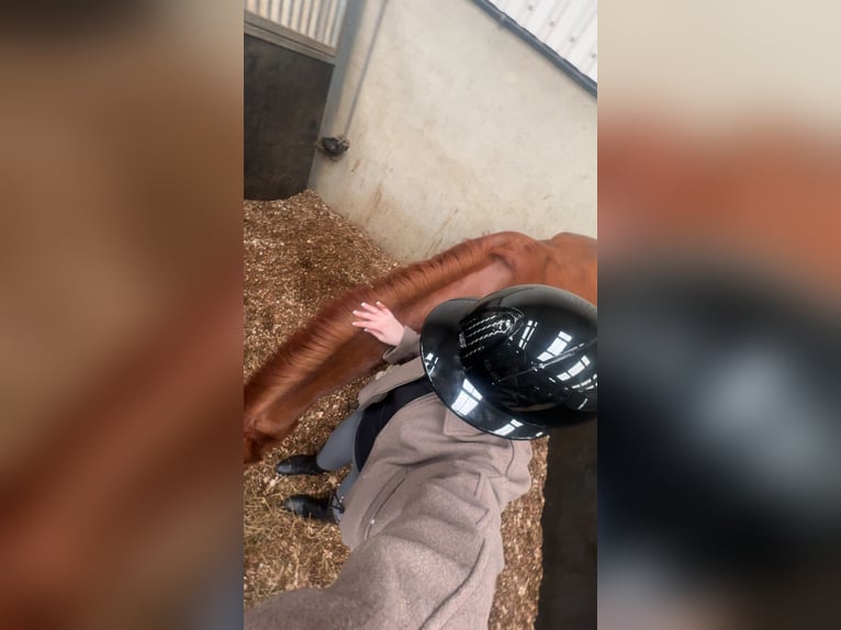 KWPN Mix Ruin 9 Jaar 160 cm Vos in Hillegom