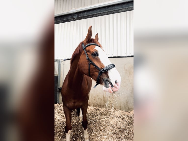 KWPN Mix Ruin 9 Jaar 160 cm Vos in Hillegom