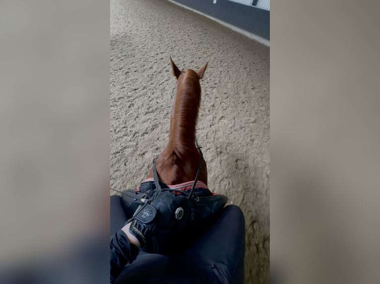 KWPN Mix Ruin 9 Jaar 160 cm Vos in Hillegom