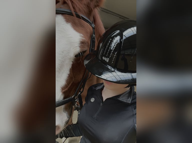 KWPN Mix Ruin 9 Jaar 160 cm Vos in Hillegom