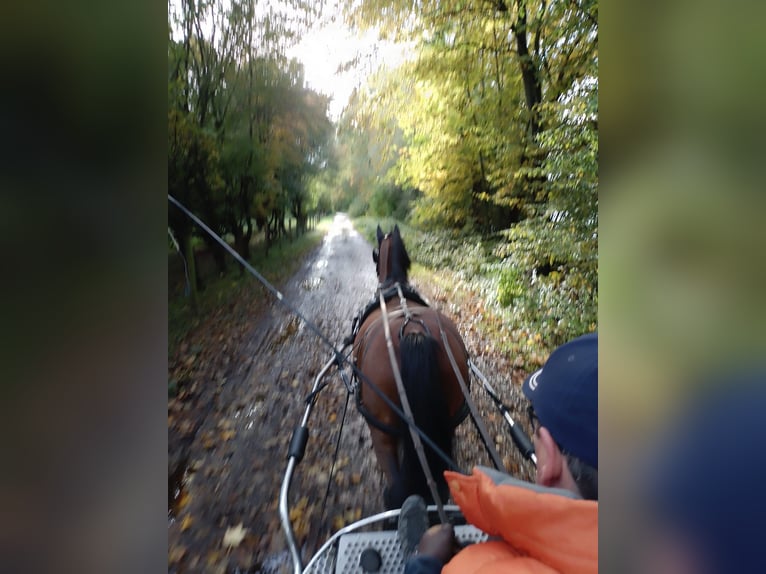 KWPN Ruin 9 Jaar 161 cm Bruin in Petershagen