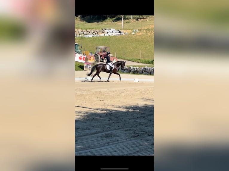 KWPN Ruin 9 Jaar 162 cm Zwartbruin in Anger