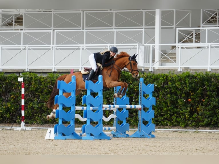 KWPN Ruin 9 Jaar 164 cm Donkere-vos in Barcelona