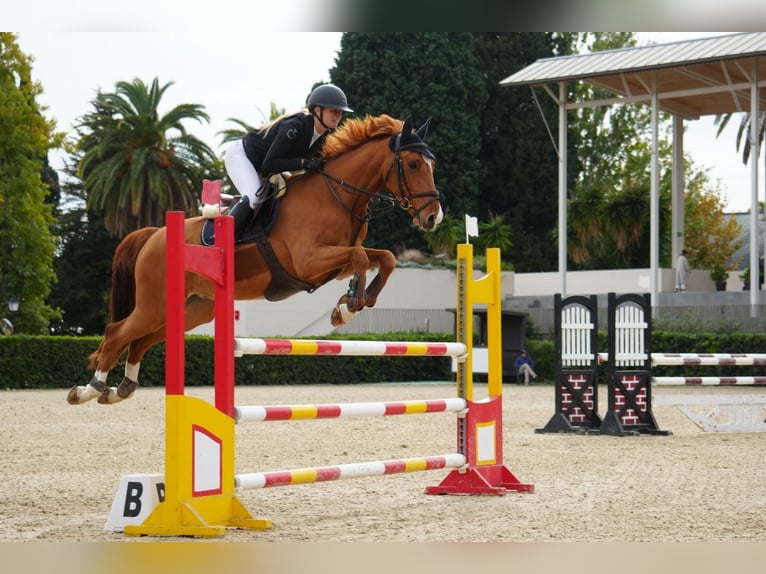 KWPN Ruin 9 Jaar 164 cm Donkere-vos in Barcelona