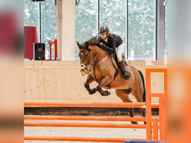 KWPN Ruin 9 Jaar 165 cm Roodbruin in Baloteşti