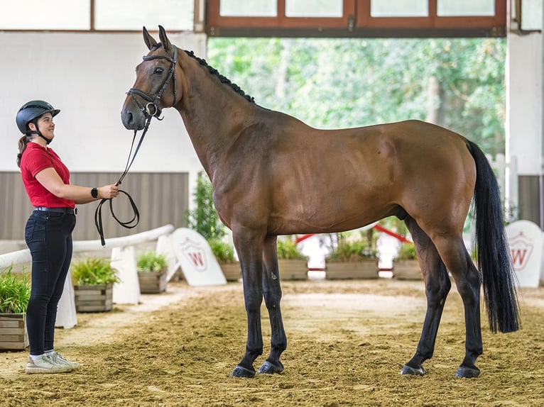 KWPN Ruin 9 Jaar 166 cm Bruin in Mnster-Handorf
