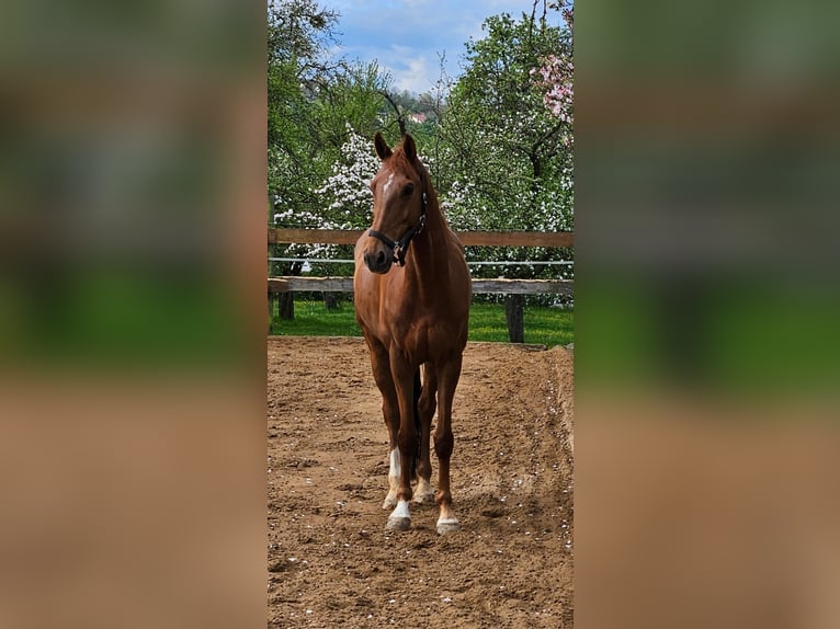 KWPN Ruin 9 Jaar 166 cm Vos in Zell unter Aichelberg