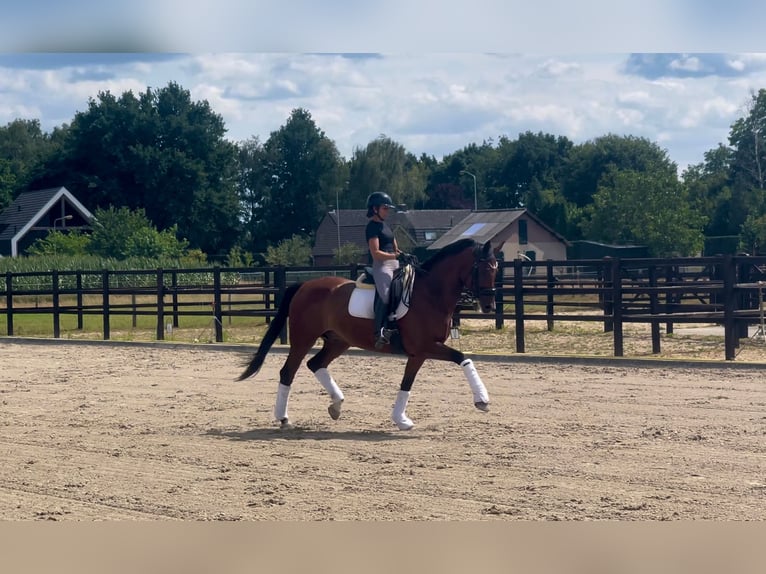 KWPN Ruin 9 Jaar 167 cm Bruin in Mill