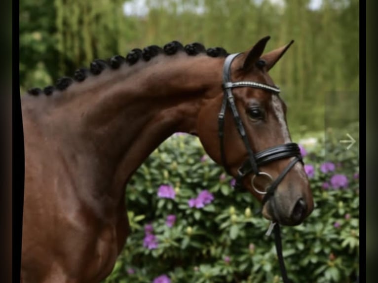 KWPN Ruin 9 Jaar 167 cm Bruin in Neuss