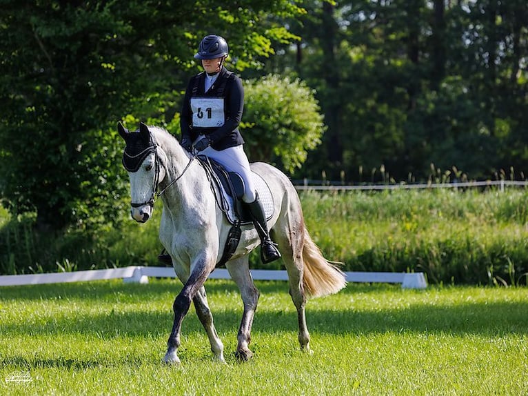 KWPN Ruin 9 Jaar 168 cm Blauwschimmel in Opende