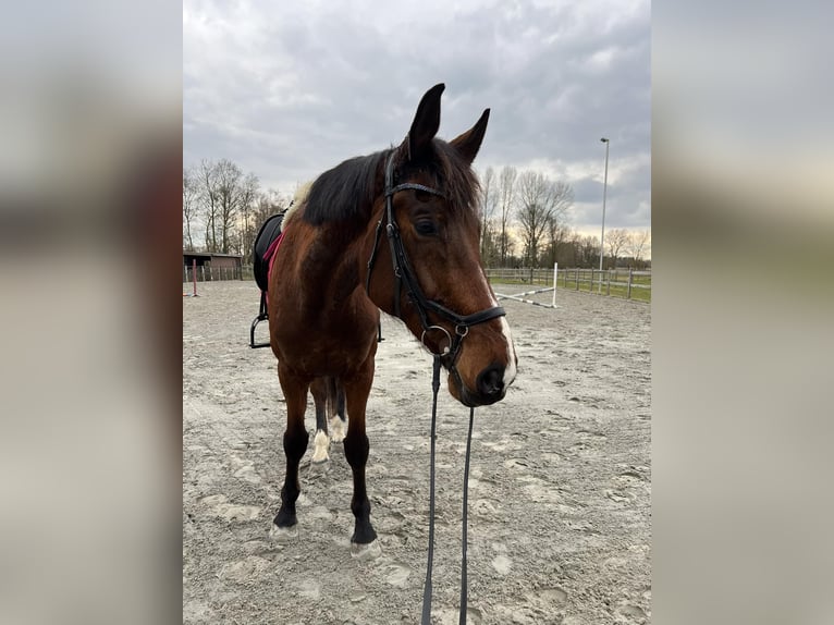 KWPN Ruin 9 Jaar 168 cm Donkerbruin in Daknam
