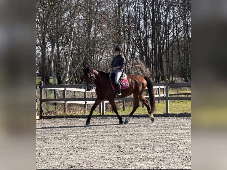 KWPN Ruin 9 Jaar 168 cm Donkerbruin in Daknam