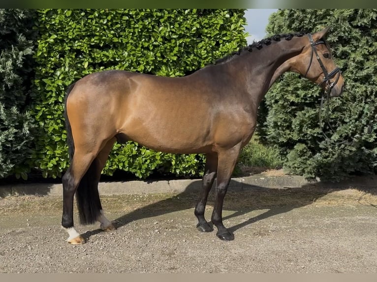 KWPN Ruin 9 Jaar 168 cm Donkerbruin in Oud Gastel