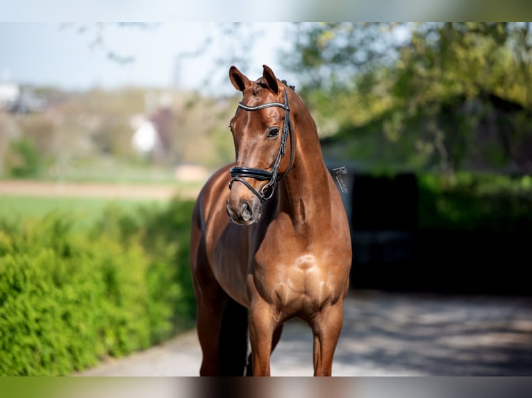 KWPN Ruin 9 Jaar 168 cm Donkere-vos in Puth